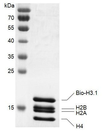 Recombinant Histone Octamer (H3.1) - biotinylated - MyBio Ireland - Active Motif