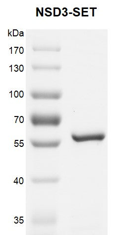 Recombinant NSD3 (WHSC1L1)-SET protein - MyBio Ireland - Active Motif