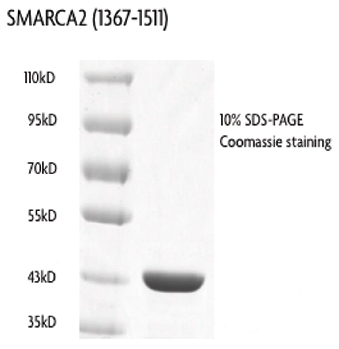 Recombinant SMARCA2 / BRM (1367-1511), GST-Tag - MyBio Ireland - Active Motif