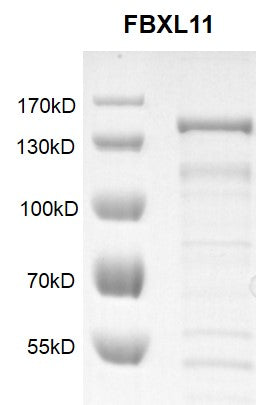 Recombinant KDM2A / FBXL11 protein - MyBio Ireland - Active Motif