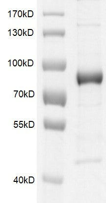 Recombinant KAT7 protein - MyBio Ireland - Active Motif