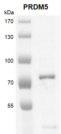 Recombinant PRDM5 protein - MyBio Ireland - Active Motif