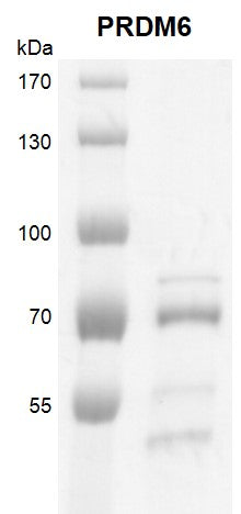 Recombinant PRDM6 protein - MyBio Ireland - Active Motif