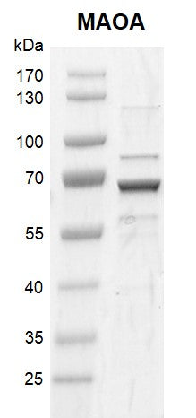 Recombinant MAOA protein - MyBio Ireland - Active Motif