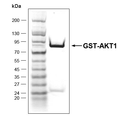 Recombinant AKT1 protein - MyBio Ireland - Active Motif