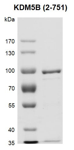 Recombinant JARID1B / KDM5B (2-751) protein - MyBio Ireland - Active Motif