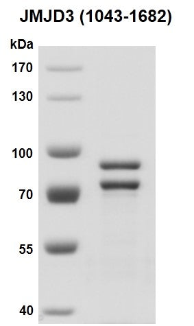 Recombinant JMJD3 / KDM6B (1043-1682) protein - MyBio Ireland - Active Motif