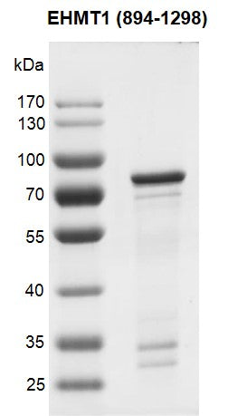 Recombinant EHMT1 (894-1298) protein - MyBio Ireland - Active Motif