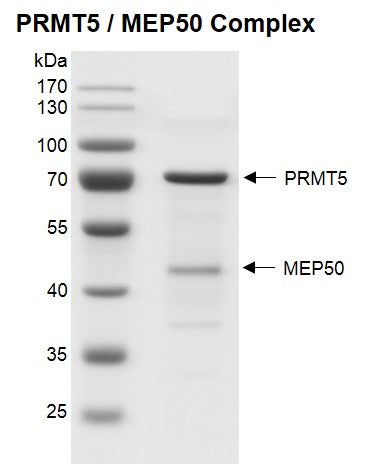 Recombinant PRMT5 / MEP50 complex - MyBio Ireland - Active Motif