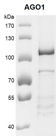 Recombinant AGO1 protein - MyBio Ireland - Active Motif