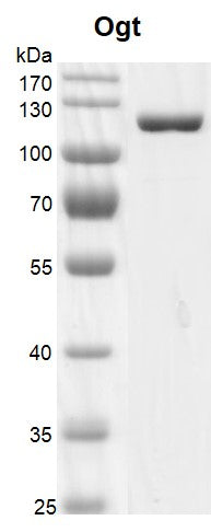 Recombinant OGT protein - MyBio Ireland - Active Motif