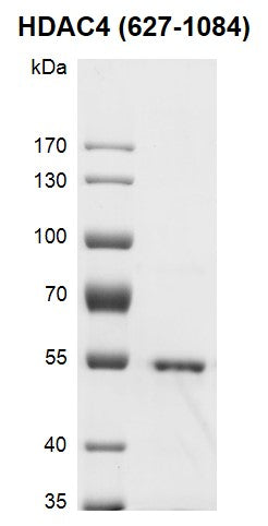Recombinant HDAC4 (627-1084) protein - MyBio Ireland - Active Motif