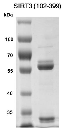 Recombinant SIRT3 (102-399) protein - MyBio Ireland - Active Motif