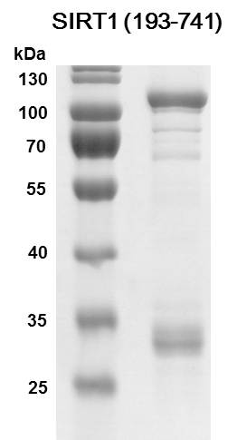 Recombinant SIRT1 (193-741) protein - MyBio Ireland - Active Motif