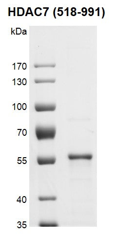 Recombinant HDAC7 (518-991) protein - MyBio Ireland - Active Motif
