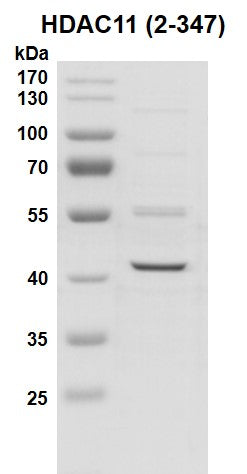 Recombinant HDAC11 (2-347) protein - MyBio Ireland - Active Motif