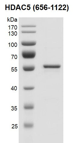 Recombinant HDAC5 (656-1122) protein - MyBio Ireland - Active Motif