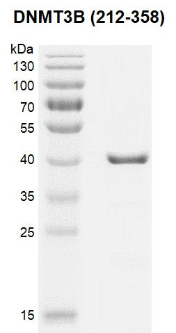 Recombinant DNMT3B (212-358) protein - MyBio Ireland - Active Motif