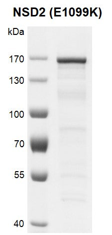 Recombinant NSD2 (E1099K) protein - MyBio Ireland - Active Motif