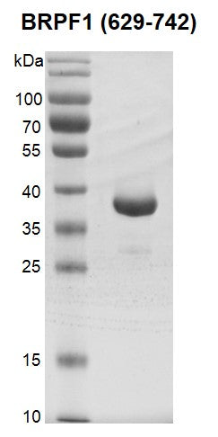 Recombinant BRPF1 (629-742), GST-Tag - MyBio Ireland - Active Motif