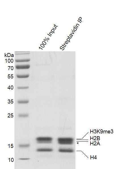 Recombinant Mononucleosomes H3K9me3 (EPL) - biotinylated - MyBio Ireland - Active Motif