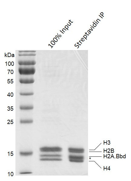 Recombinant Mononucleosomes (H2A.Bbd) - biotinylated - MyBio Ireland - Active Motif