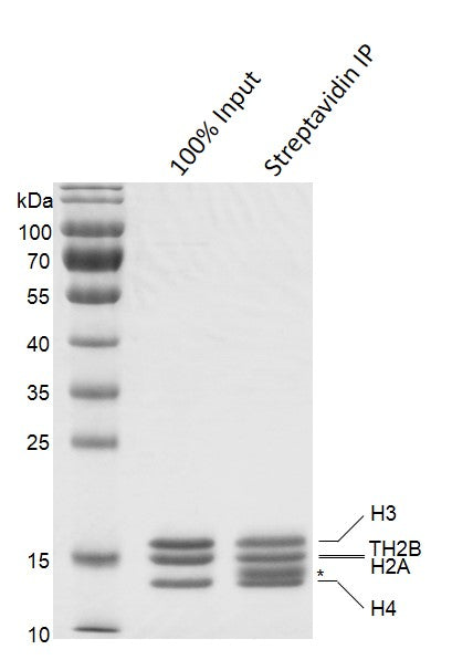 Recombinant Mononucleosomes (TH2B) - biotinylated - MyBio Ireland - Active Motif