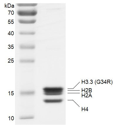 Recombinant Polynucleosomes H3.3 (G34R) - MyBio Ireland - Active Motif