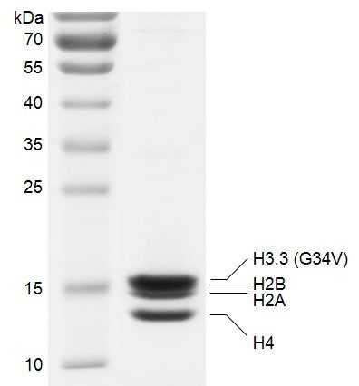 Recombinant Polynucleosomes H3.3 (G34V) - MyBio Ireland - Active Motif