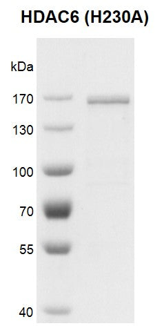 Recombinant HDAC6 (H230A) protein - MyBio Ireland - Active Motif