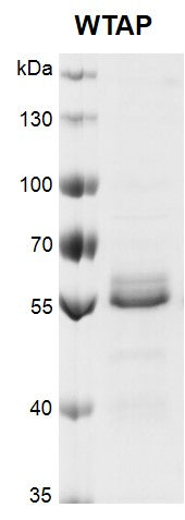 Recombinant WTAP protein - MyBio Ireland - Active Motif