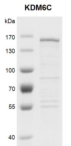 Recombinant KDM6C protein - MyBio Ireland - Active Motif