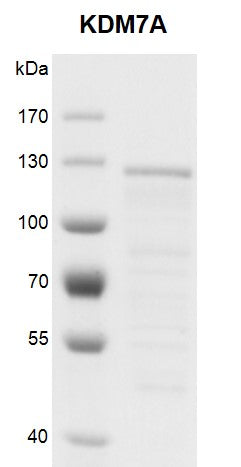 Recombinant KDM7A protein - MyBio Ireland - Active Motif