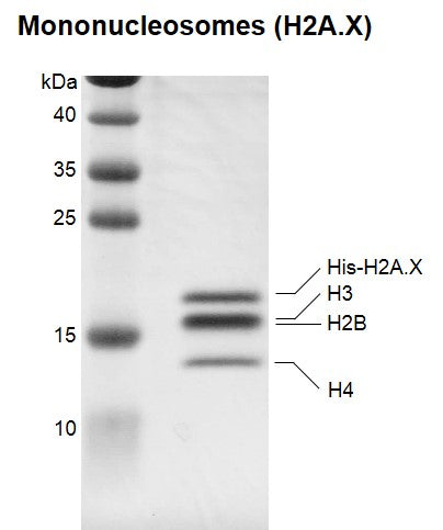 Recombinant Mononucleosomes (H2A.X) - biotinylated - MyBio Ireland - Active Motif