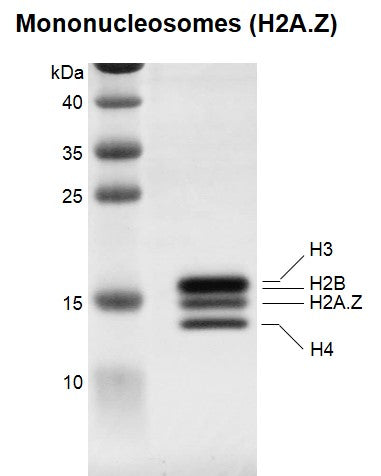 Recombinant Mononucleosomes (H2A.Z) - biotinylated - MyBio Ireland - Active Motif