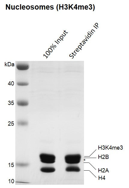 Recombinant Mononucleosomes H3K4me3 (EPL) - biotinylated - MyBio Ireland - Active Motif