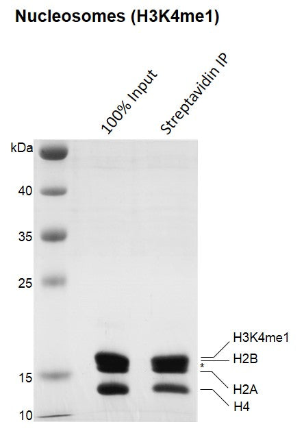 Recombinant Mononucleosomes H3K4me1 (EPL) - biotinylated - MyBio Ireland - Active Motif