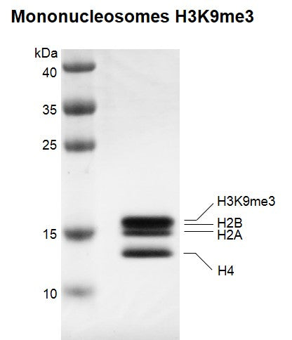 Recombinant Mononucleosomes H3K9me3 (EPL) - MyBio Ireland - Active Motif