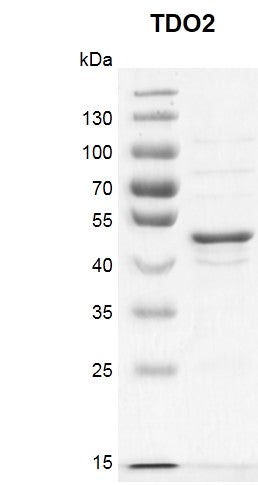 Recombinant TDO2 protein - MyBio Ireland - Active Motif