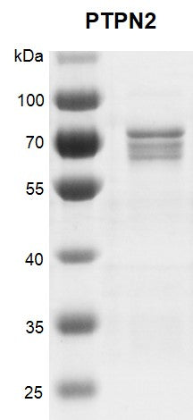 Recombinant PTPN2 protein - MyBio Ireland - Active Motif