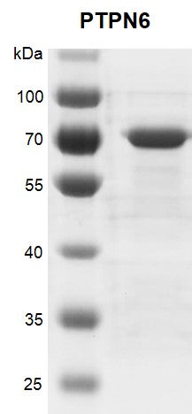 Recombinant PTPN6 protein - MyBio Ireland - Active Motif