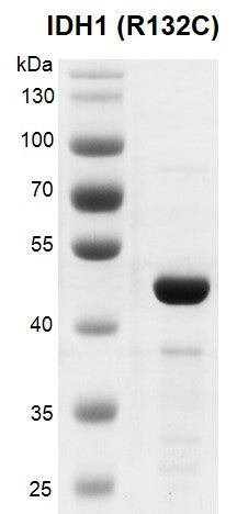 Recombinant IDH1 (R132C) protein - MyBio Ireland - Active Motif