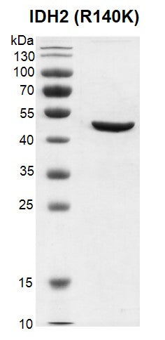 Recombinant IDH2 (R140K) protein - MyBio Ireland - Active Motif