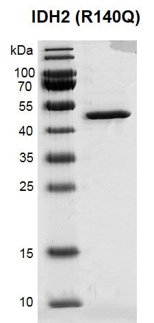 Recombinant IDH2 (R140Q) protein - MyBio Ireland - Active Motif