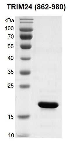 Recombinant TRIM24 (862-980) protein - MyBio Ireland - Active Motif