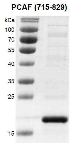 Recombinant KAT2B / PCAF (715-829) protein - MyBio Ireland - Active Motif