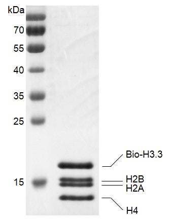 Recombinant Histone Octamer (H3.3) - biotinylated - MyBio Ireland - Active Motif