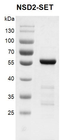 Recombinant NSD2 (MMSET)-SET protein - MyBio Ireland - Active Motif