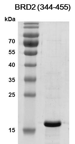 Recombinant BRD2 (344-455) protein - MyBio Ireland - Active Motif