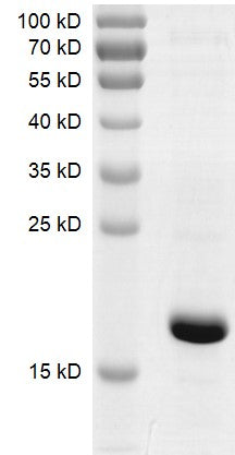 Recombinant BRPF3 (576-701) protein - MyBio Ireland - Active Motif
